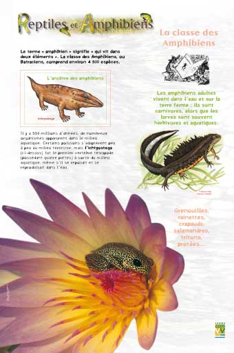 Reptiles et amphibiens.jpg